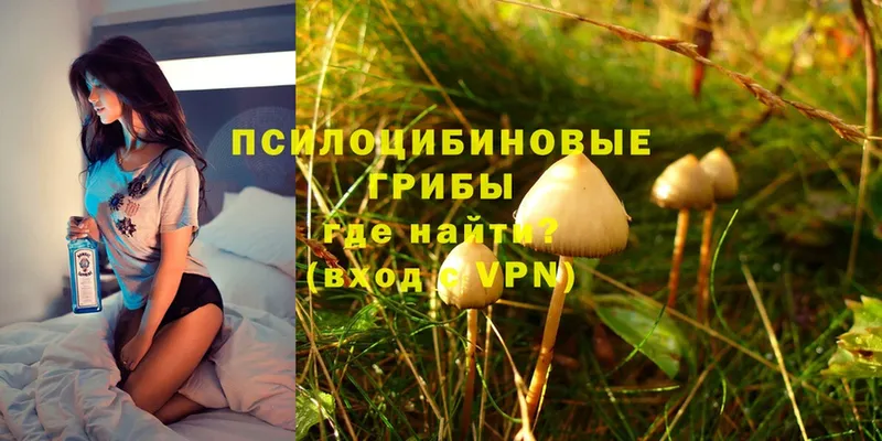 цена наркотик  Гатчина  Галлюциногенные грибы Psilocybe 